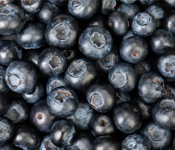 Blaubeere oder Schwarzbeere – die Heidelbeere hat viele Namen und viel Geschmack