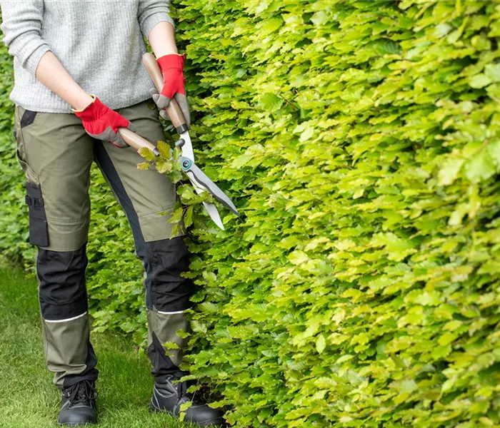 Dekorativ und praktisch zugleich: Die Hecke als Sichtschutz 