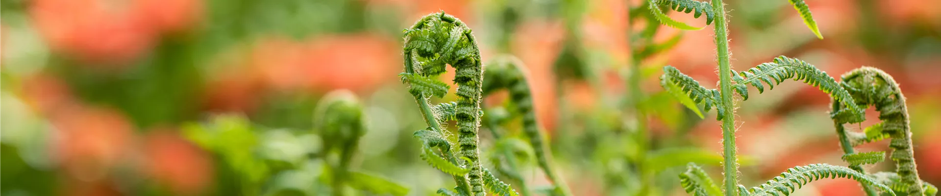 Dryopteris filix-mas