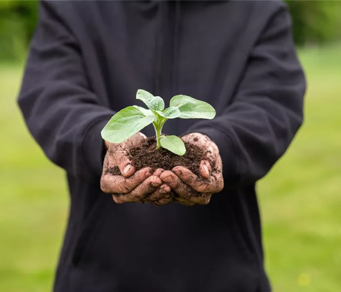 Immer eine gute Ernte: Das richtige Saatgut für das Hochbeet