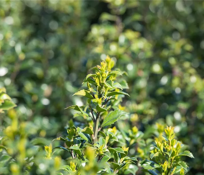 Immergrüne Laubgehölze für einzigartige Hecken und Gärten
