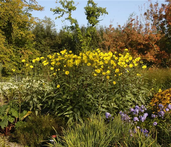 Langlebige Sonnenstauden für den Garten