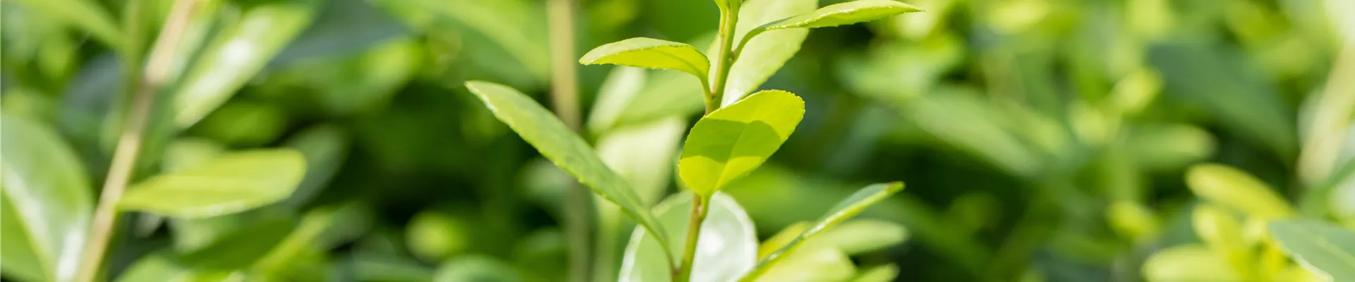 Ilex crenata 'Rotundifolia' Ilex crenata 'Rotundifolia'