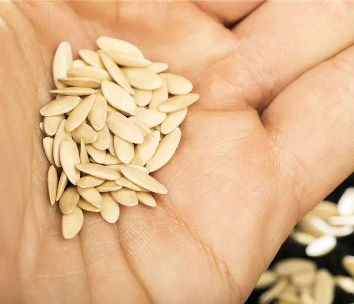 Sämereien auf ihre Haltbarkeit prüfen