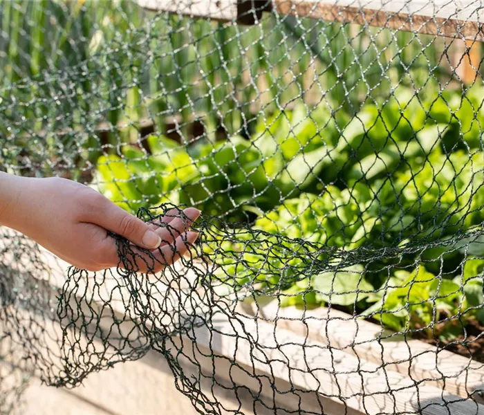 So funktioniert natürlicher Pflanzenschutz im Sommer