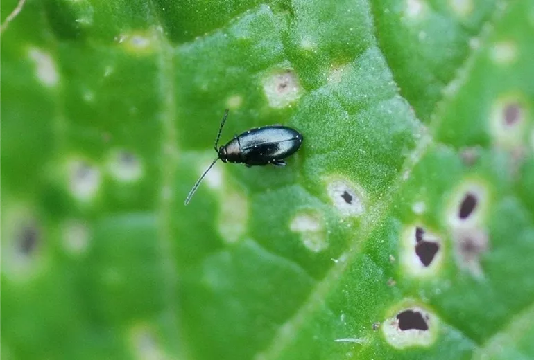 Erdfloh an Kohl