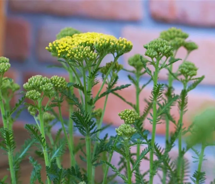 Schafgarbe - Einpflanzen im Garten (gelb)