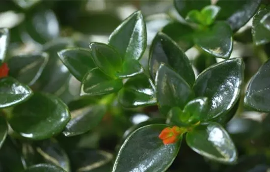 Kußmäulchen - Umtopfen