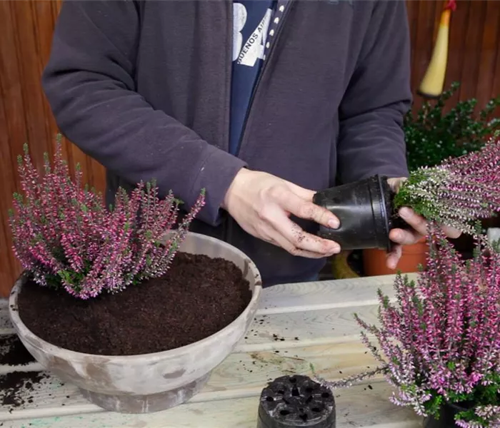 Knospenheide - Einpflanzen in ein Gefäß