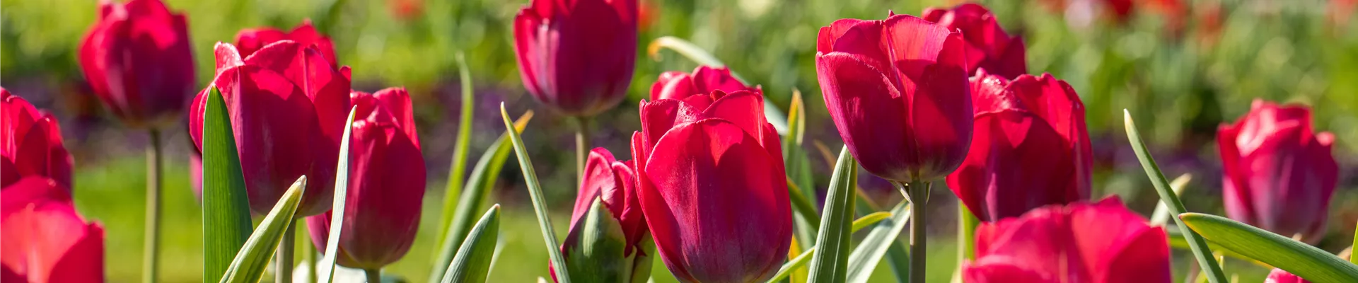 Tulipa 'Braveheart'