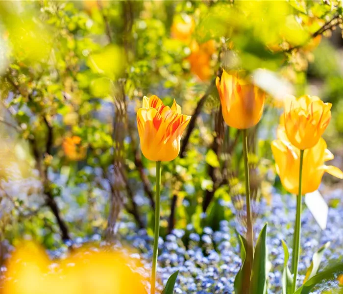 Gartenarbeit im Frühjahr für ein strahlendes Gartenjahr