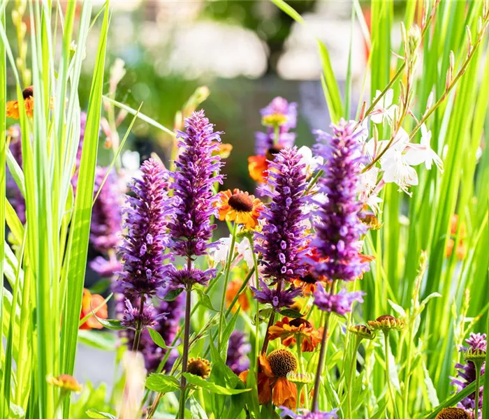 Die schönsten Pflanzen für trockene Standorte