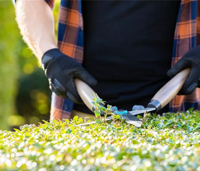 Tipps für den perfekten Rückschnitt im Herbst Tipps für den perfekten Rückschnitt im Herbst