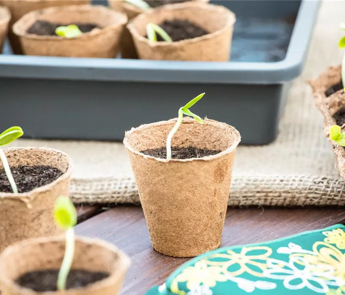 Die 5 besten Tipps für die Anzucht und Erfolg bei der Ernte