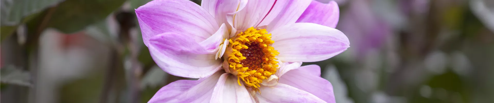 Dahlia 'Bishop of Leicester'