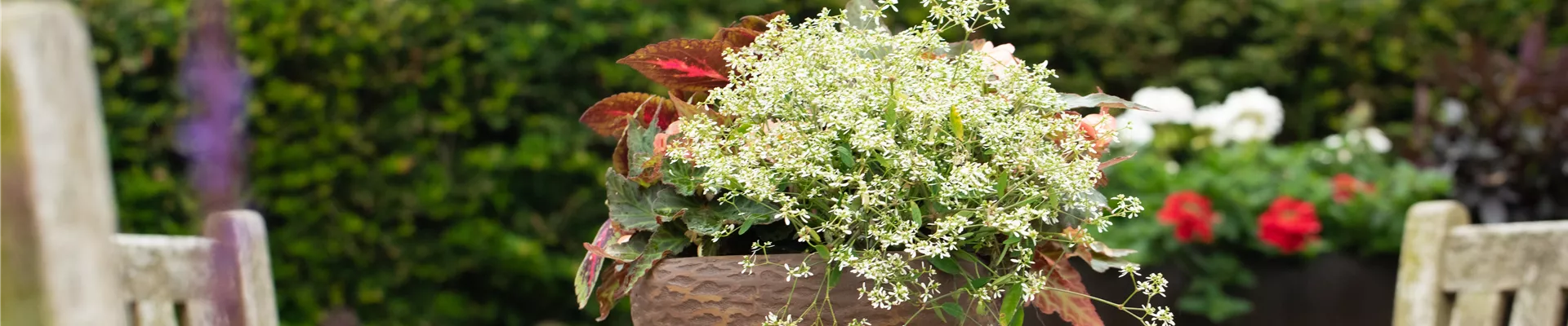 bepflanzte Blumenschale