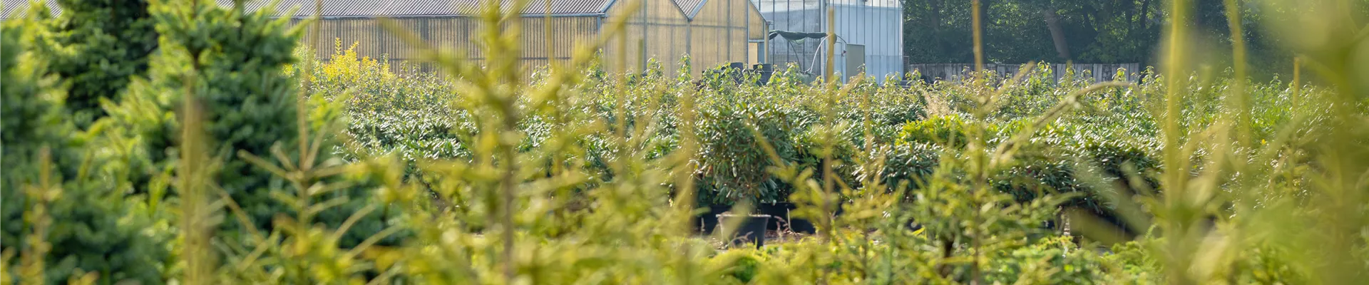 Gewächshäuser in einer Baumschule