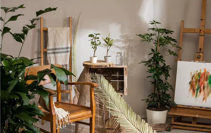 Zimmerpflanzen im Ambiente