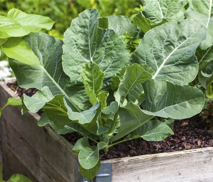 Darauf ist bei der Pflanzenpflege im Hochbeet zu achten