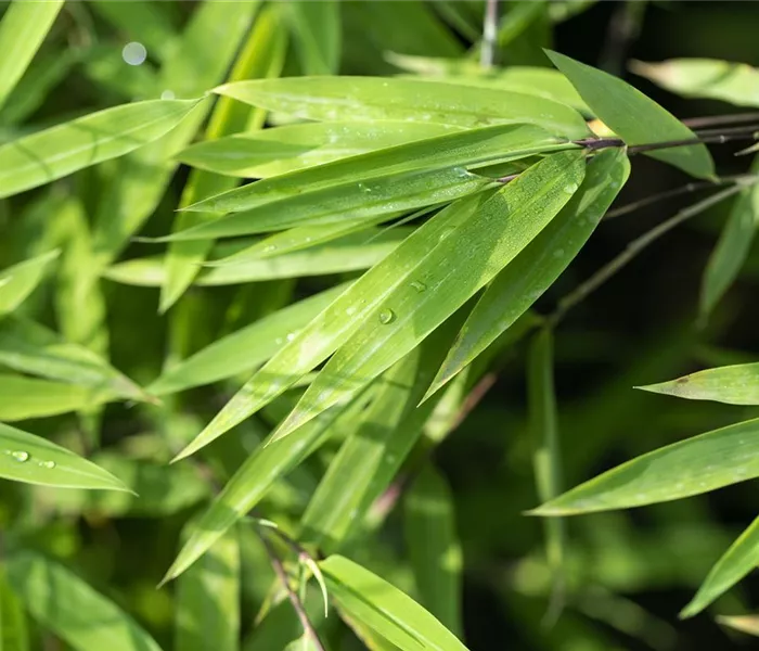 Ein asiatischer Garten als Oase der Ruhe