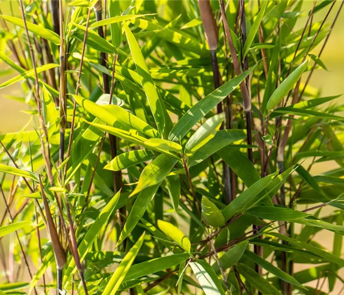 Bambus zurückschneiden und die asiatische Schönheit pflegen