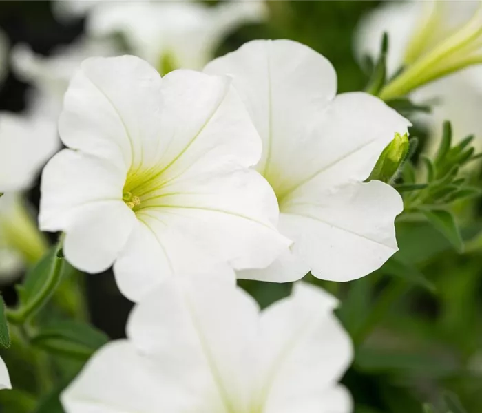 Beet und Balkon bepflanzen und bunt ins neue Gartenjahr starten