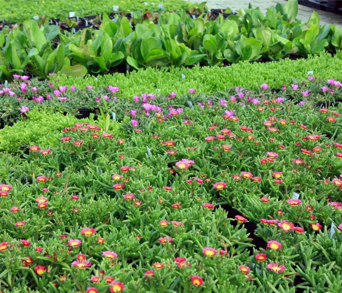 Baumschule & Stauden Baumschule & Stauden