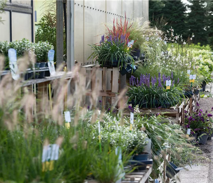 Gärtnerei Gärtnerei