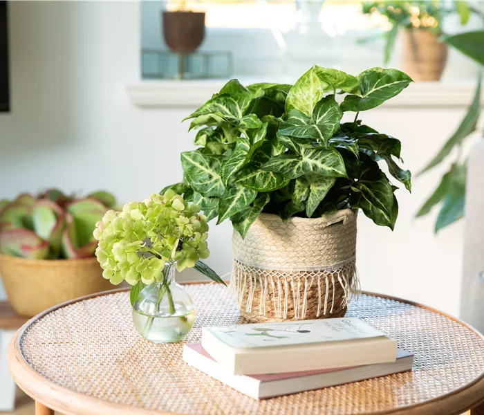 Zimmerpflanzen Zimmerpflanzen