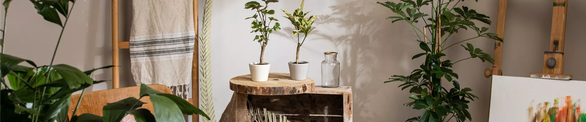 Zimmerpflanzen im Ambiente Zimmerpflanzen im Ambiente