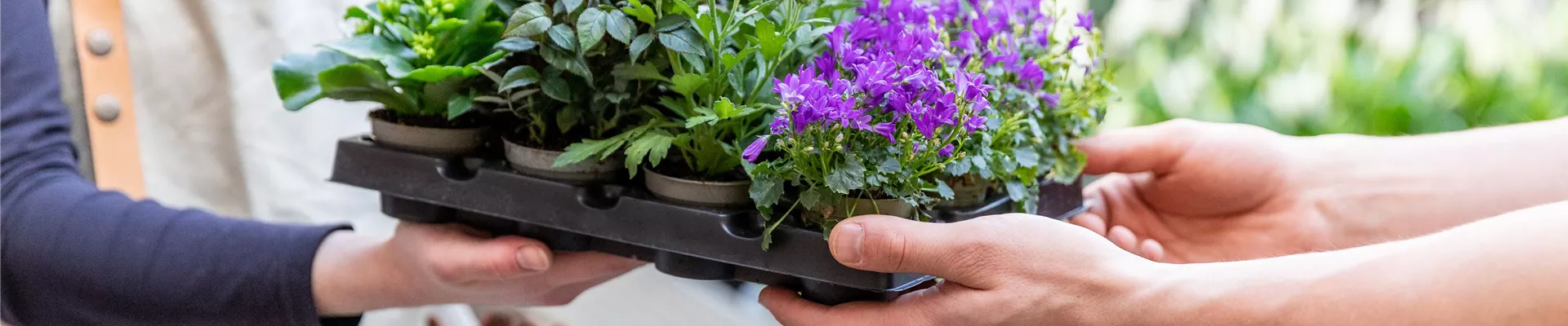 Einkauf im Pflanzengroßmarkt - Pflanzen überreichen