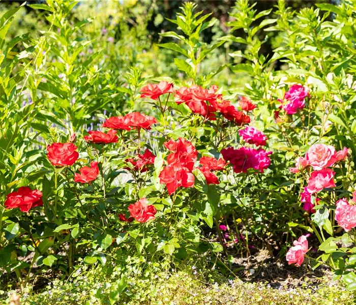 Beetrosen pflanzen und wunderschöne Blüten bewundern