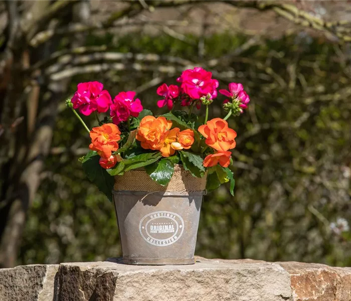 Begonien als blühende Akzente für Balkon und Garten