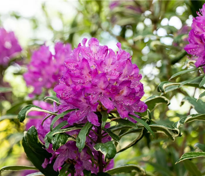 Immer gut in Form – Rhododendron zurückschneiden