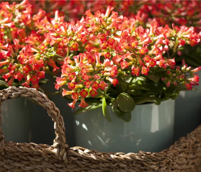 Eine Kalanchoe als blühendes Highlight im Haus