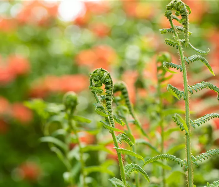 Der richtige Umgang mit giftigen Farnen im Garten