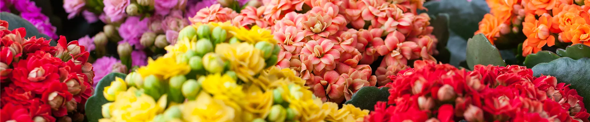 Kalanchoe blossfeldiana 'Rosalina'®