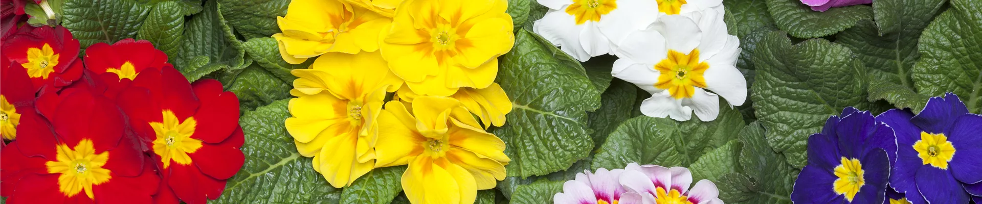 Primula vulgaris