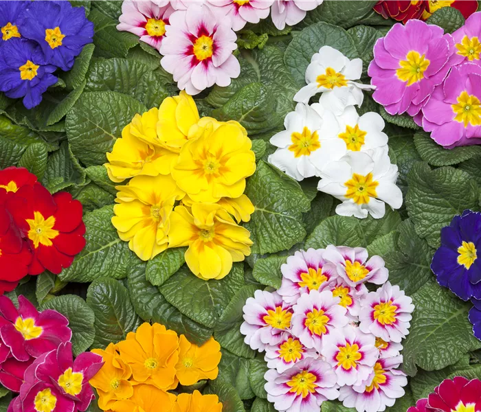 Primeln als unschlagbare Blütenstars im Frühling