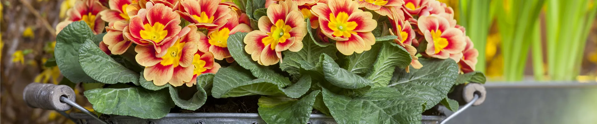 Primula vulgaris