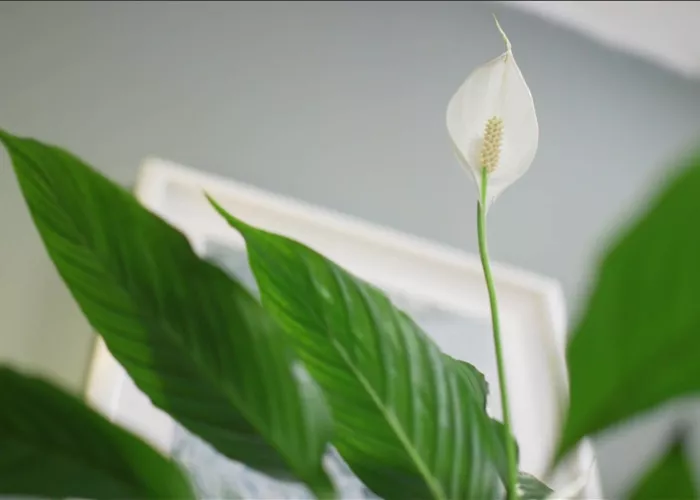 Zimmerpflanzenportrait - Einblatt