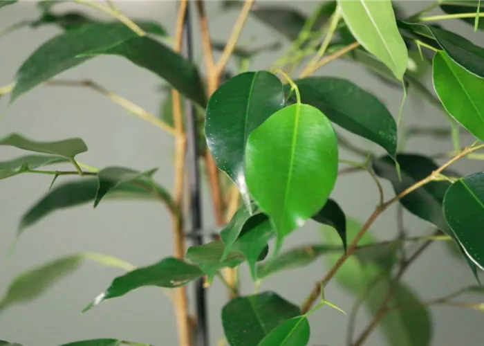 Zimmerpflanzenportrait - Birkenfeige