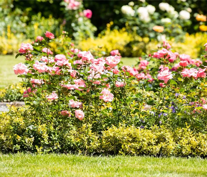 Bezaubernde Gartengestaltung mit Beetrosen entdecken