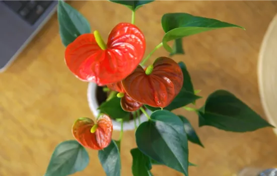 Zimmerpflanzenportrait - Flamingoblume