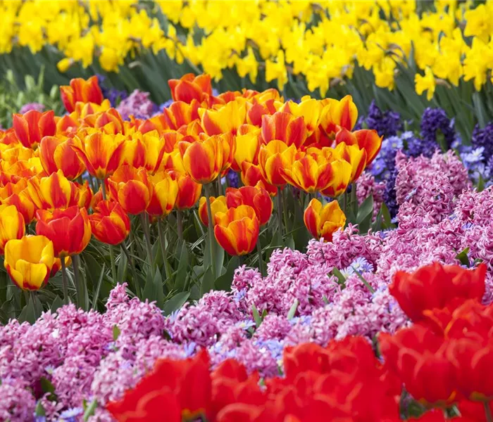Blumenzwiebeln als Highlight bei der Gartengestaltung
