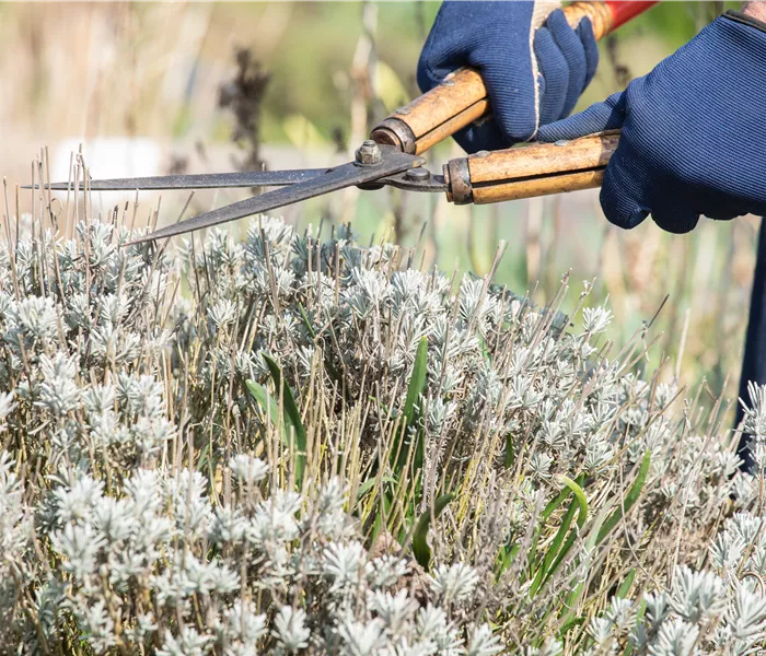 Zeit für den Rückschnitt im Frühjahr
