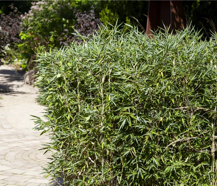 Bambus kaufen und einen Hauch Fernost genießen Bambus kaufen und einen Hauch Fernost genießen