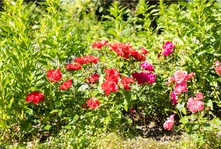 Rosenbeet