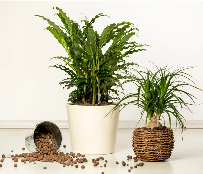 Hydrokultur – ideal als Alternative zur Aufzucht im Erdboden Hydrokultur – ideal als Alternative zur Aufzucht im Erdboden