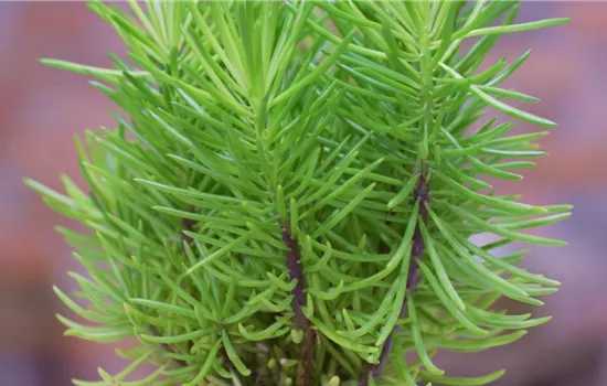 Senecio Himalaya - Umtopfen